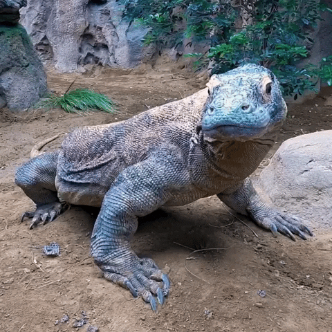 Karma Komodo